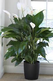 The peace lily is one of the best plants for your bedroom because of its ability to remove toxins from the air. Top 5 House And Garden Plants That Are Poisonous To Your Cat Toronto Com