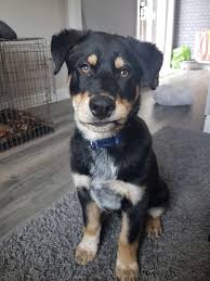 Usually, to some extent, they have partially dropped. Rottweiler Mixed With A Husky Online