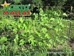 How to stake up pole beans. 3 Bean Support Ideas Hortomallas Supporting Your Crops