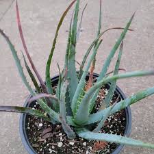 Image result for Aloe suffulta
