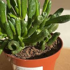 Image result for Crassula hobbit