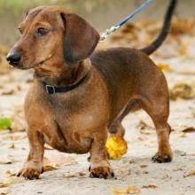 Bad odor is a common sign of cancer. Dog Cancer Symptoms Diagnosis Treatment