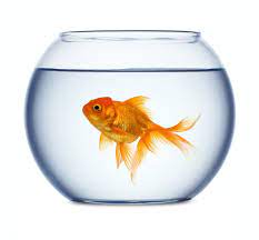 Perspective Breeding Ponds In College Park Md Once Kept The U S Awash In Goldfish Goldfish Fish Bowl Glass Fish Bowl