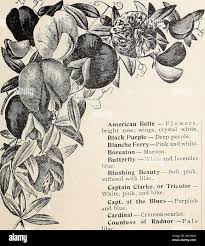 O hardy hi-res stock photography and images - Page 6 - Alamy