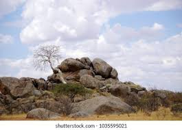 Image result for Sterculia quinqueloba