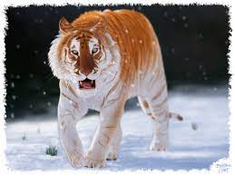 Golden tabby tiger
