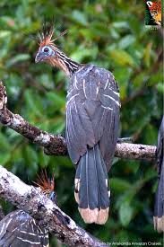 Bird With Spiky Hair The Hoatzin Eats Almost Exclusively Leaves This Behavior Is Very Unusual For Birds And Has Lead To The Hoatzin Having Animals Beautiful Cute Birds Bird Photo