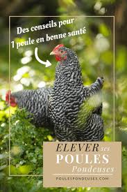 Elever Des Poules Pondeuses Poule Pondeuse Elever Des Poules Et Elevage Poule Pondeuse