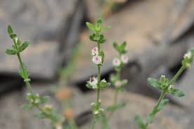 Image result for Elatinaceae