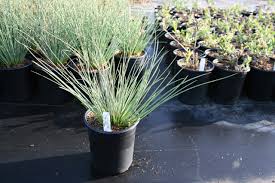 Image result for Juncus punctorius