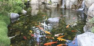 Ikan koi menyukai kolam berarus; Mau Membuat Kolam Koi Harus Mulai Dari Mana