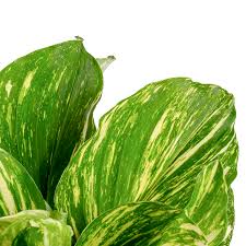 Image result for Kaempferia