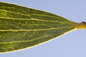 Image result for Dictyophleba