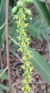 Image result for Sapium