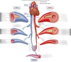 Drains de oxygenated blood from the pelvis and lower limbs. Veins And Arteries Diagram Worksheet Printable Worksheets And Activities For Teachers Parents Tutors And Homeschool Families