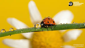Wildlife wallpaper | Berks Bucks and Oxon Wildlife Trust