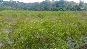 Orang yang berketurunan baik, ke mana dia pergi akan menjadi baik juga akhirnya. Rawan Bawa Penyakit Impor Benih Ancam Pangan Negeri Mongabay Co Id