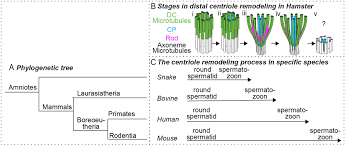 Check spelling or type a new query. It Takes Two Centrioles To Tango In Reproduction Volume 157 Issue 2 2019