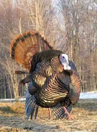 Big Birds That Look Like Turkeys Tom Turkey Pet Birds Beautiful Birds Wild Birds