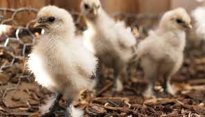 Bathtime 101 and the best tubs, toys and more. 7 Cheap Ways To Keep Chicks Amused In The Brooder Hobby Farms