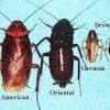 Is unlike any other pest control provider in the corpus christi area. Https Encrypted Tbn0 Gstatic Com Images Q Tbn And9gcq2jdcz6t0vqrnqvkjqpnhj 8fbvlex54xljr5fjwb8mxskoq7v Usqp Cau