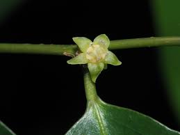 Image result for Cleistanthus schlechteri