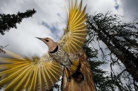 Bird That Sounds Like A Car Alarm Canada Pin On Animals