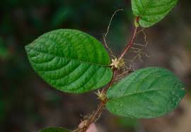 Image result for Sabicea bequaertii