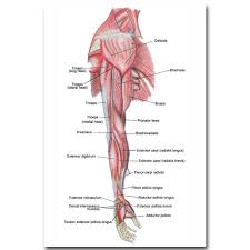 Although this appears on the map as a linear path of transformation, a different visual metaphor better represents the complexity of. Nicoleshenting Human Anatomy Arm Muscles System Art Silk Poster 13x20 24x36 Inch Body Map Pictures For Medical Education 005 Buy At The Price Of 4 79 In Aliexpress Com Imall Com