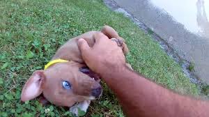 American staffordshire terriers are obedient and have a very strong desire to please their owner. Staffy Puppy With Blue Eyes Floki Youtube