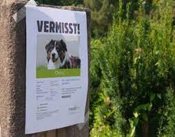 Suchplakat für eine inhalt des dokuments. Haustier Vermisst Melden Suchplakat Erstellen