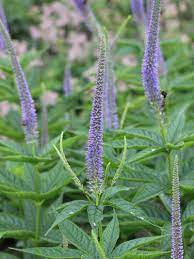 Veronicastrum virginicum, commonly called culver's root, is a large, erect, missouri native perennial which occurs in open woods, thickets and moist meadows and prairies throughout the state. Stauden Stade Versand Shop Veronicastrum Virginicum Apollo Kandelaber Ehrenpreis Hier Bestellen