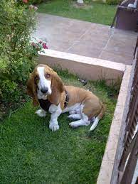 kilmister dachshund welpen jagdhund