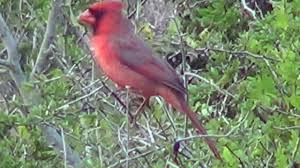Your cardinal texas stock images are ready. South Texas Cardinal Male Youtube