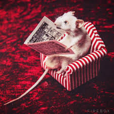 Check out the instructional pictures below to see how to measure your squirrel properly. Mouse Taxidermy Kit Noveltystreet