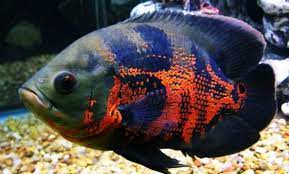 Ikan oscar ini juga masuk dalam keluarga cichlid, ikan ini juga termasuk dalam jenis ikan yang. Inilah Jenis Dan Harga Ikan Oscar Terbaru Juni 2021