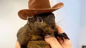 Shock twist reveals the real reason Peanut the Squirrel was seized by cops  | Daily Mail Online
