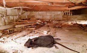 A crawl space makes an inviting home for rodents, such as mice and rats, as well as many other pests. Rodent Control Attic Rat Control