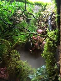 Janine Haime Reptile And Amphibian Bioactive Setups 12 Juli 2015 Reptiles And Amphibians Bioactive Vivarium Amphibians