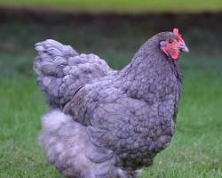 Gambar Cochin chicken breed