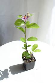 Image result for Grewia inaequilatera