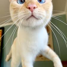 Oh Hi Your Day Just Got Extra Amazing After You Booped My Nose Caturday Cat Cats Instacat Boop Boo Siamese Cats Cats And Kittens Gorgeous Pets