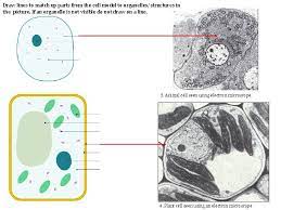 Maybe you would like to learn more about one of these? Topic Labeling Animal And Plant Cells Under The