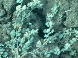 Image result for Glinus