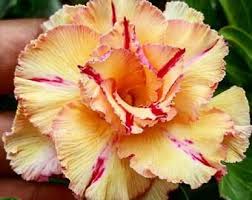 Etsy Your Place To Buy And Sell All Things Handmade Rose Seeds Adenium Desert Rose Plant