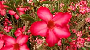 Image result for Synadenium pereskiifolium