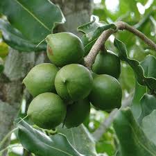 Image result for Macadamia tetraphylla