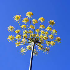 Image result for Pimpinella