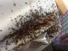 How do bed bug mattress covers work? 11 Pests Ideas Pests Termite Control Pest Problem