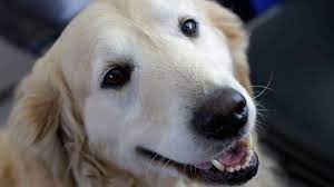 If you live in new york city and are hoping to adopt from us, check out the dogs. Kinship Companions Dogs Up For Adoption From Area Humane Societies